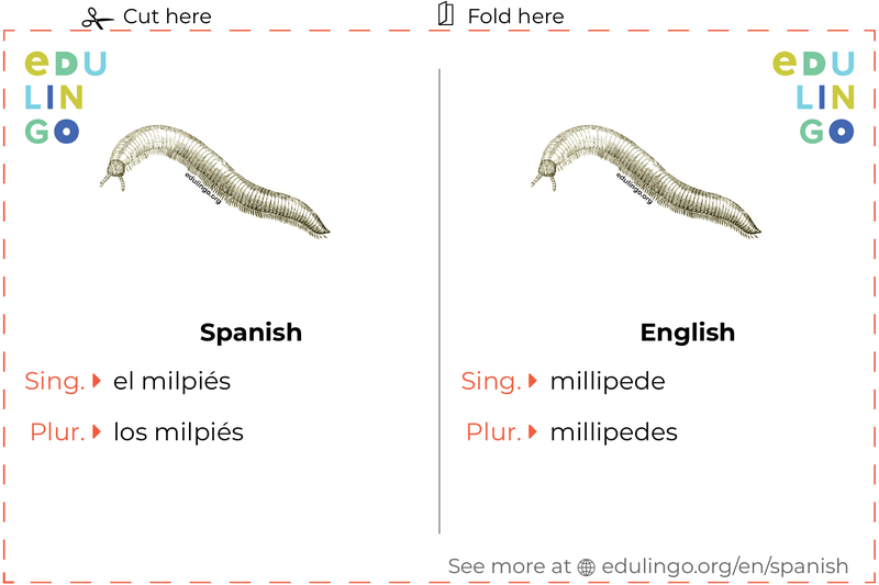 Millipede in Spanish vocabulary flashcard for printing, practicing and learning