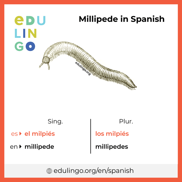 Millipede in Spanish vocabulary picture with singular and plural for download and printing