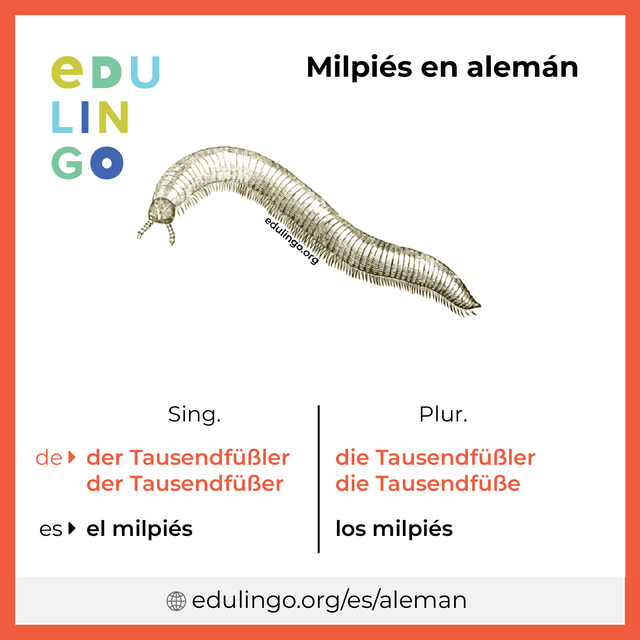 Imagen de vocabulario Milpiés en alemán con singular y plural para descargar e imprimir