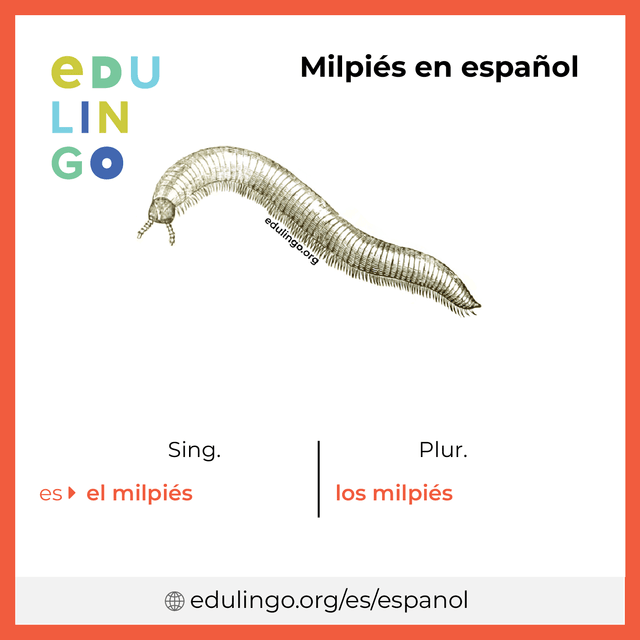 Imagen de vocabulario Milpiés en español con singular y plural para descargar e imprimir