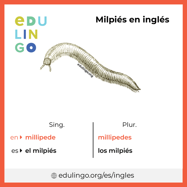 Imagen de vocabulario Milpiés en inglés con singular y plural para descargar e imprimir