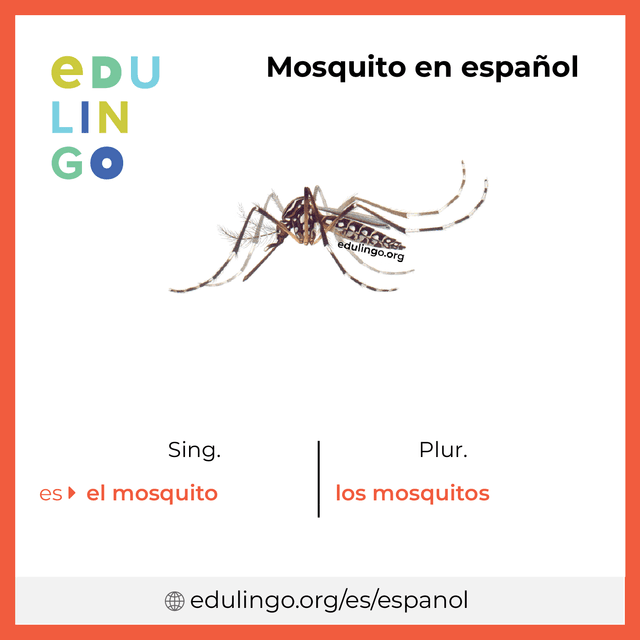 Imagen de vocabulario Mosquito en español con singular y plural para descargar e imprimir