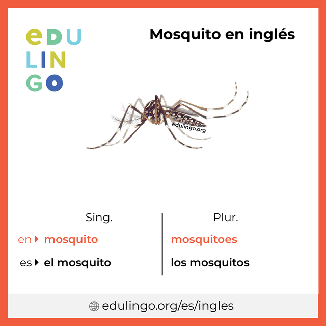 Imagen de vocabulario Mosquito en inglés con singular y plural para descargar e imprimir