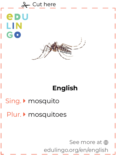 Mosquito in English vocabulary flashcard for printing, practicing and learning