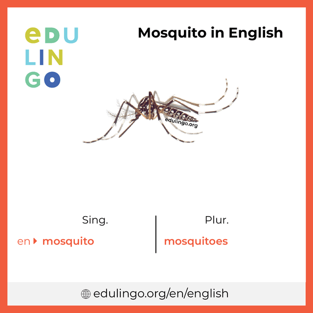 Mosquito in English vocabulary picture with singular and plural for download and printing