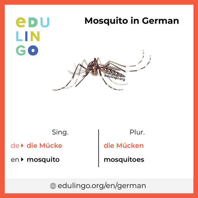 Mosquito in German vocabulary picture with singular and plural for download and printing