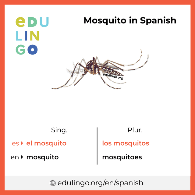Mosquito in Spanish vocabulary picture with singular and plural for download and printing