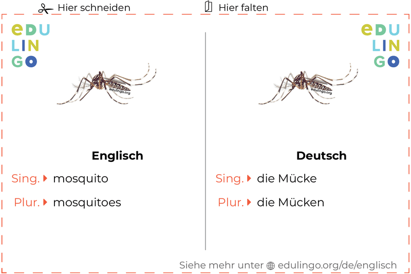 Mücke auf Englisch Vokabelkartei zum Ausdrucken, Üben und Lernen