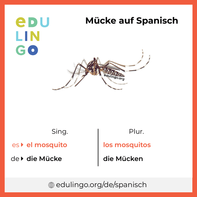 Mücke auf Spanisch Vokabelbild mit Singular und Plural zum Herunterladen und Ausdrucken