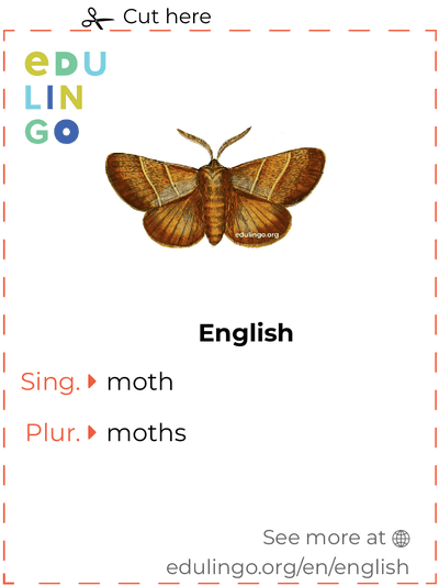 Moth in English vocabulary flashcard for printing, practicing and learning
