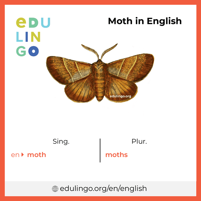 Moth in English vocabulary picture with singular and plural for download and printing