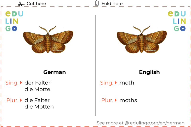 Moth in German vocabulary flashcard for printing, practicing and learning