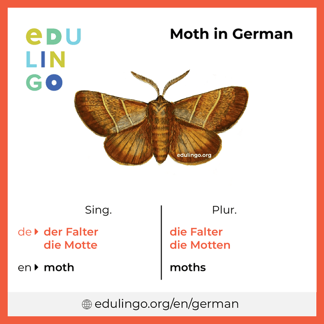 Moth in German vocabulary picture with singular and plural for download and printing