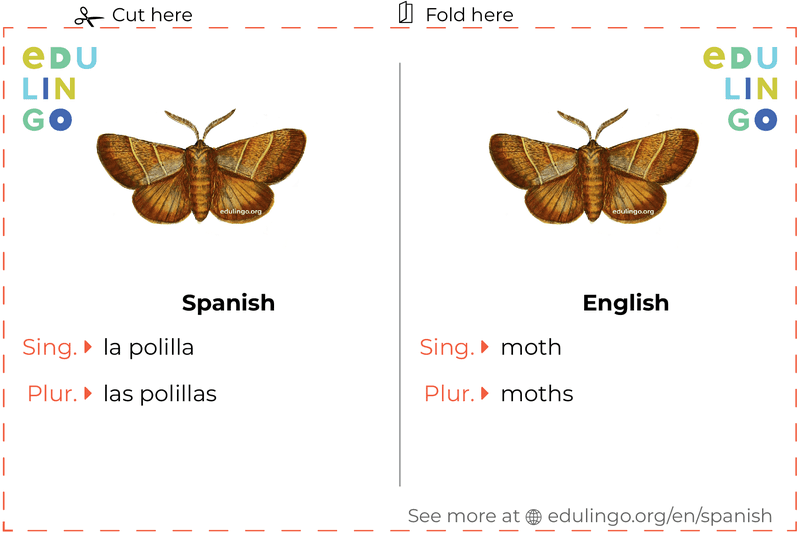 Moth in Spanish vocabulary flashcard for printing, practicing and learning