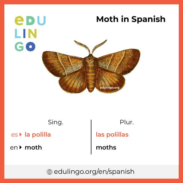 Moth in Spanish vocabulary picture with singular and plural for download and printing
