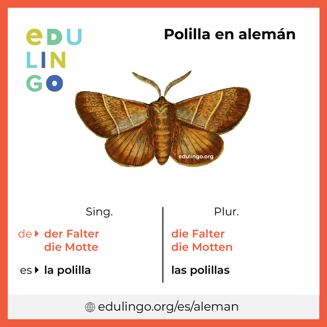 Imagen de vocabulario Polilla en alemán con singular y plural para descargar e imprimir