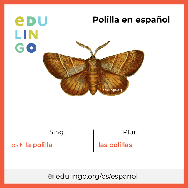 Imagen de vocabulario Polilla en español con singular y plural para descargar e imprimir