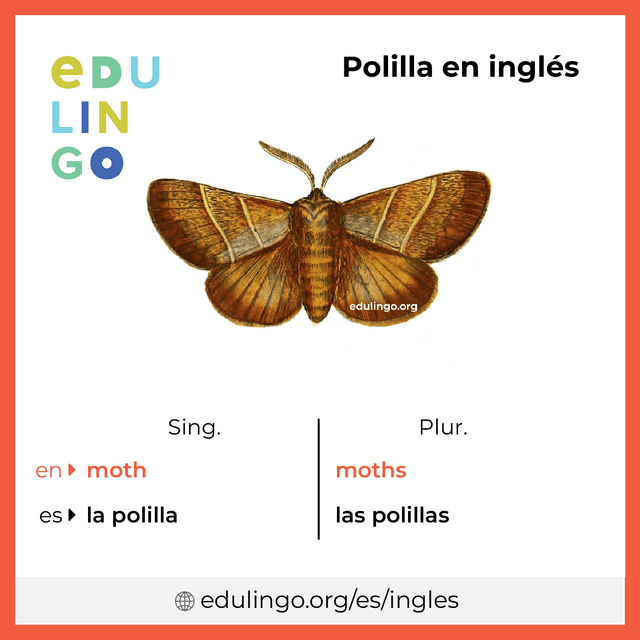 Imagen de vocabulario Polilla en inglés con singular y plural para descargar e imprimir