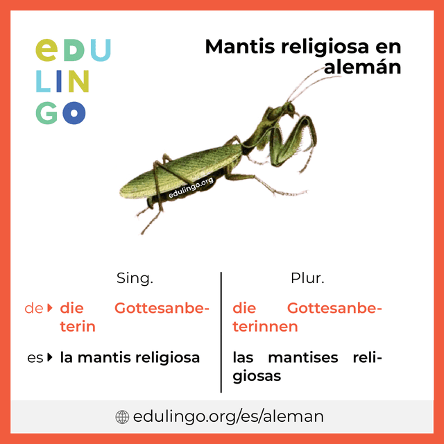 Imagen de vocabulario Mantis religiosa en alemán con singular y plural para descargar e imprimir