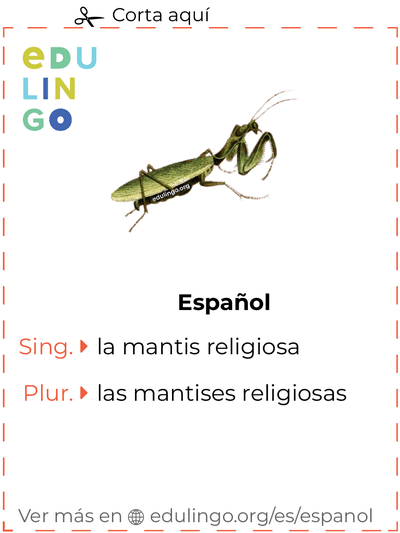 Ficha de Vocabulario Mantis religiosa en español para imprimir, practicar y aprender