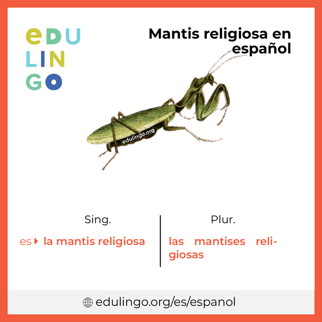 Imagen de vocabulario Mantis religiosa en español con singular y plural para descargar e imprimir