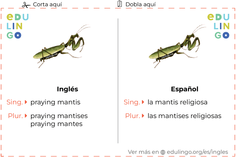 Ficha de Vocabulario Mantis religiosa en inglés para imprimir, practicar y aprender