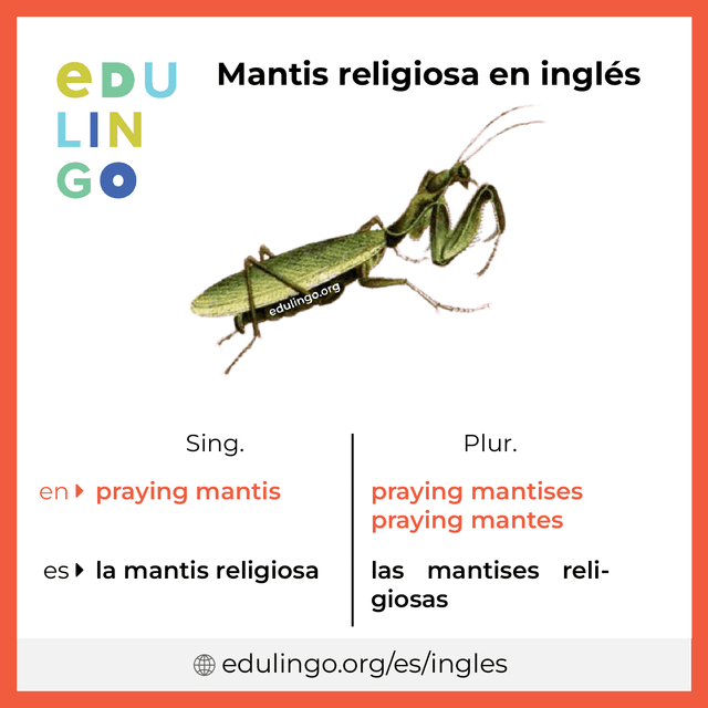 Imagen de vocabulario Mantis religiosa en inglés con singular y plural para descargar e imprimir