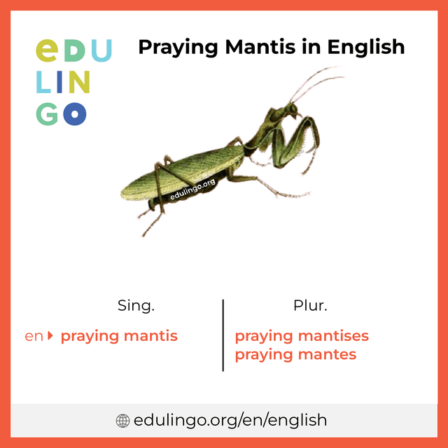 Praying Mantis in English vocabulary picture with singular and plural for download and printing