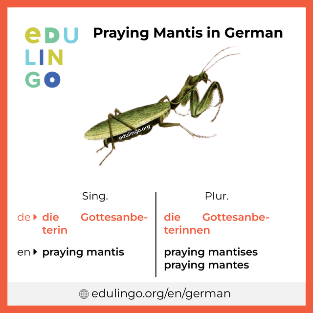 Praying Mantis in German vocabulary picture with singular and plural for download and printing
