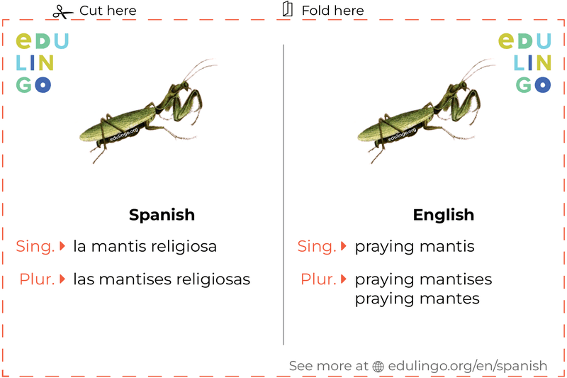 Praying Mantis in Spanish vocabulary flashcard for printing, practicing and learning