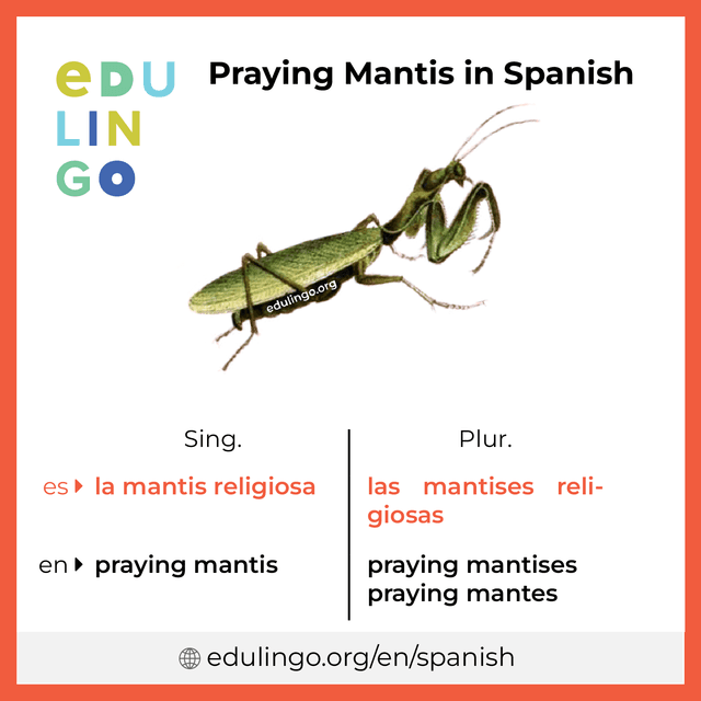 Praying Mantis in Spanish vocabulary picture with singular and plural for download and printing