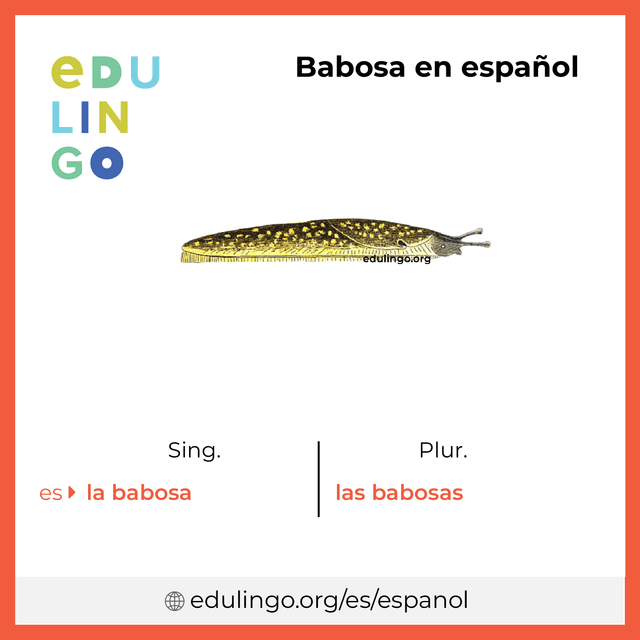 Imagen de vocabulario Babosa en español con singular y plural para descargar e imprimir