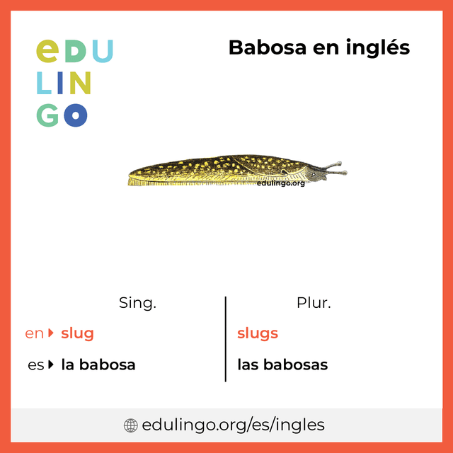 Imagen de vocabulario Babosa en inglés con singular y plural para descargar e imprimir