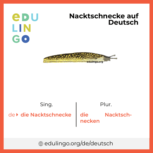 Nacktschnecke auf Deutsch Vokabelbild mit Singular und Plural zum Herunterladen und Ausdrucken
