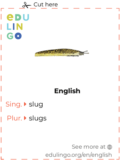 Slug in English vocabulary flashcard for printing, practicing and learning