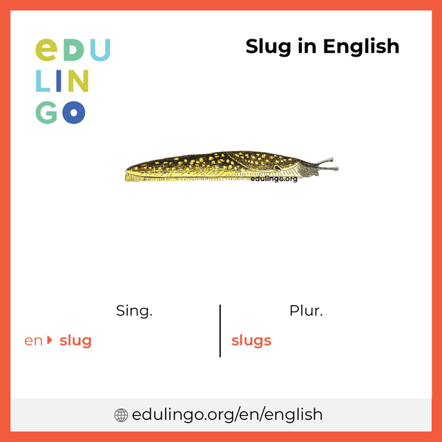 Slug in English vocabulary picture with singular and plural for download and printing