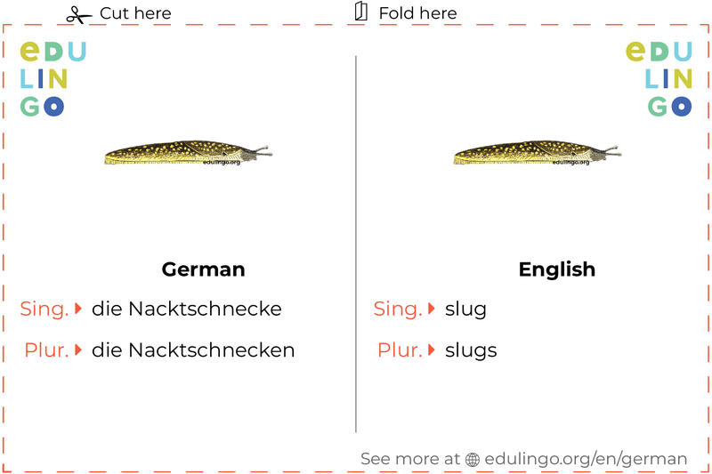 Slug in German vocabulary flashcard for printing, practicing and learning