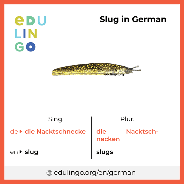 Slug in German vocabulary picture with singular and plural for download and printing