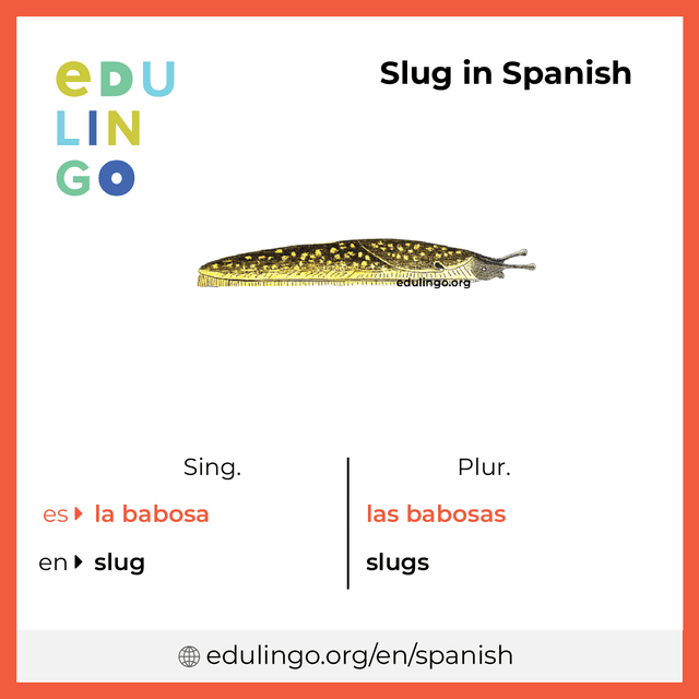 Slug in Spanish vocabulary picture with singular and plural for download and printing