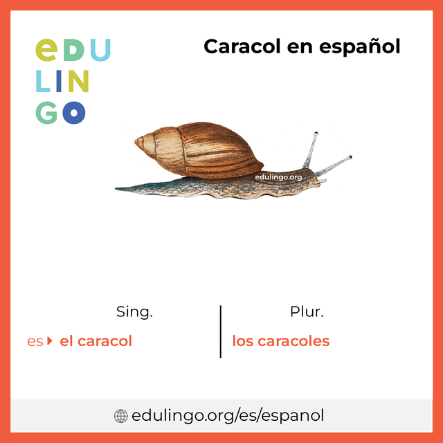 Imagen de vocabulario Caracol en español con singular y plural para descargar e imprimir