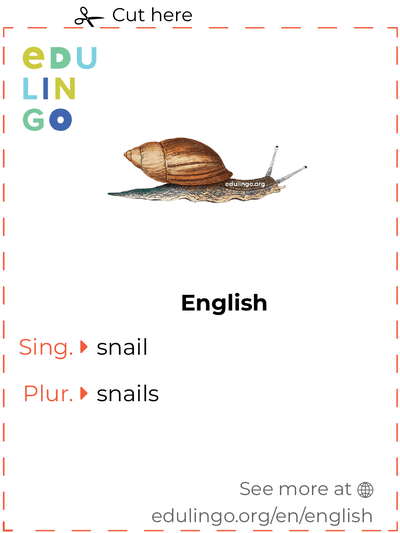 Snail in English vocabulary flashcard for printing, practicing and learning