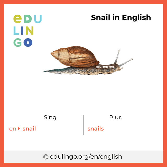 Snail in English vocabulary picture with singular and plural for download and printing