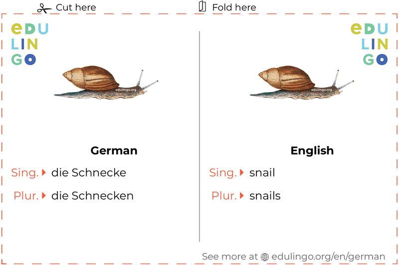 Snail in German vocabulary flashcard for printing, practicing and learning