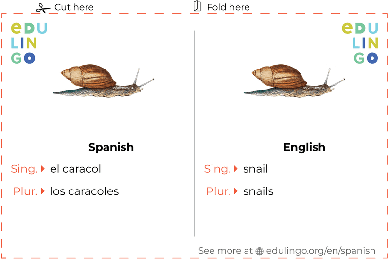 Snail in Spanish vocabulary flashcard for printing, practicing and learning