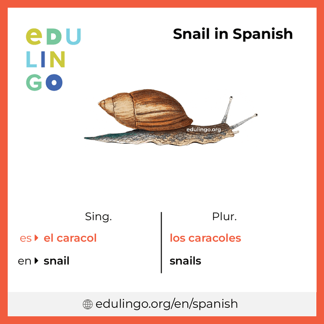 Snail in Spanish vocabulary picture with singular and plural for download and printing
