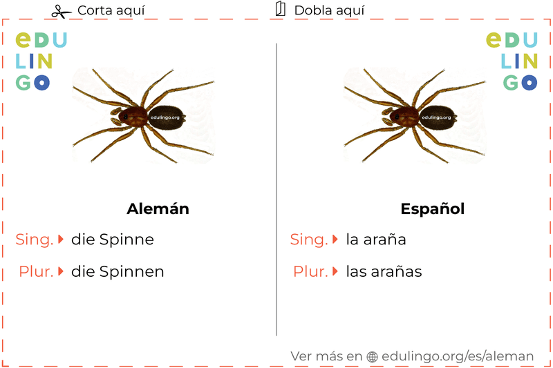 Ficha de Vocabulario Araña en alemán para imprimir, practicar y aprender
