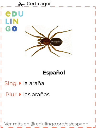 Ficha de Vocabulario Araña en español para imprimir, practicar y aprender