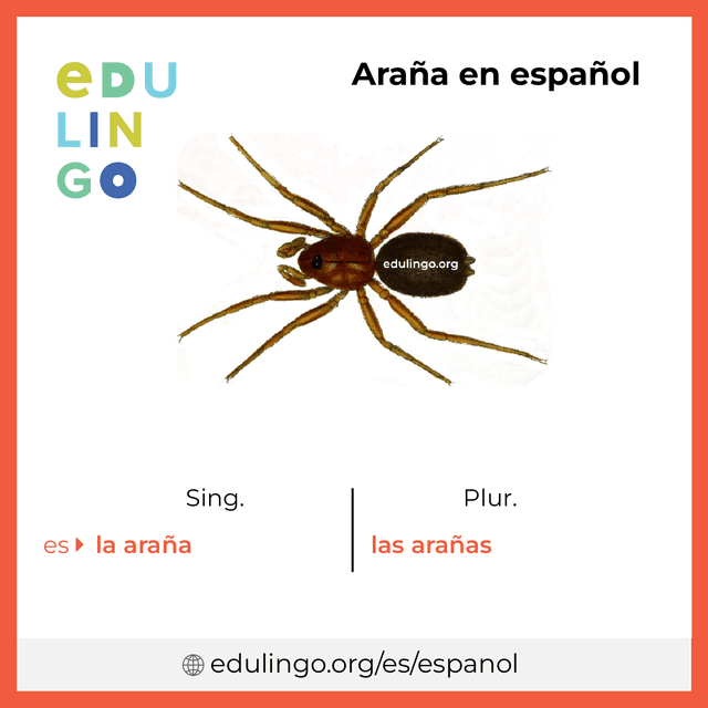 Imagen de vocabulario Araña en español con singular y plural para descargar e imprimir