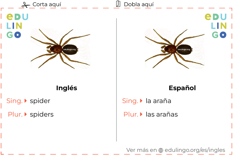 Ficha de Vocabulario Araña en inglés para imprimir, practicar y aprender
