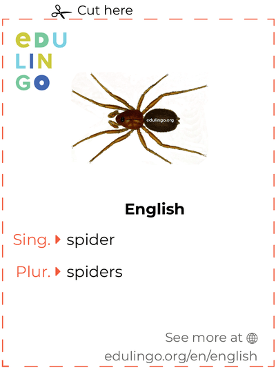 Spider in English vocabulary flashcard for printing, practicing and learning